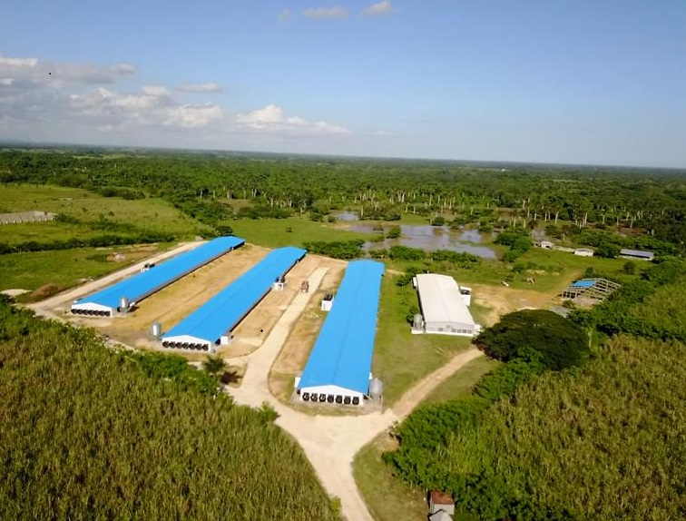 Reciclagem de frango dominicano acessível Casa de frango