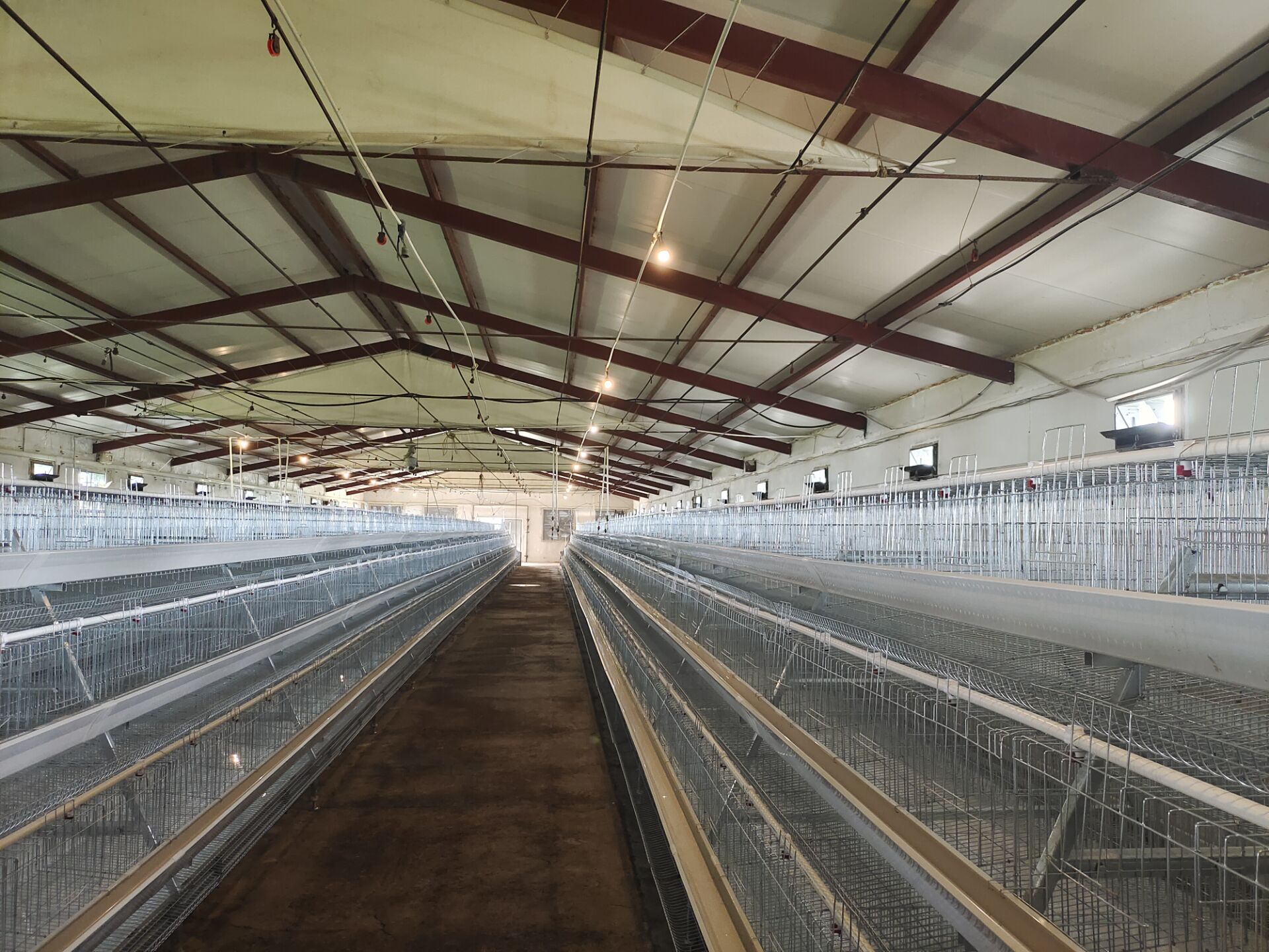 Casa de agricultura de gado para galinhas de coleta de gaiolas