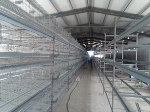 Modern Camyer Poultry Farm Gage Egg Criação